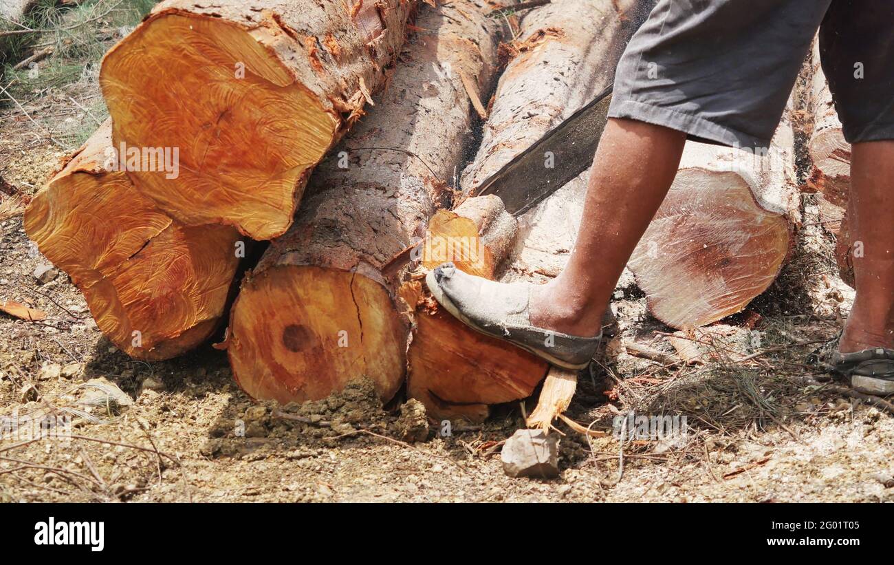 Der Mann, der Holz mit der Kettensäge schneidet, den Baum des Holzarbeiters schneidet, ein Holzfäller, der einen Baumstamm in einem Stapel von Baumstämmen sägt, spritzt Sägemehl Stockfoto