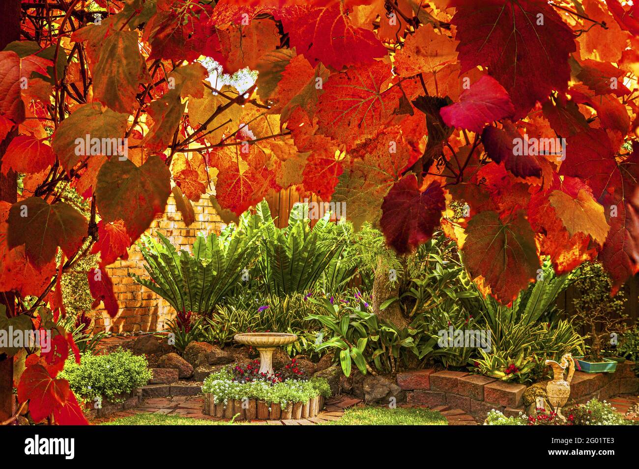 Mein Hinterhof: Die Zierrebe ist im Herbst ein Merkmal. Er umrahmt verschiedene Teile dieses kleinen Vorstadtgartens von Melbourne. Stockfoto