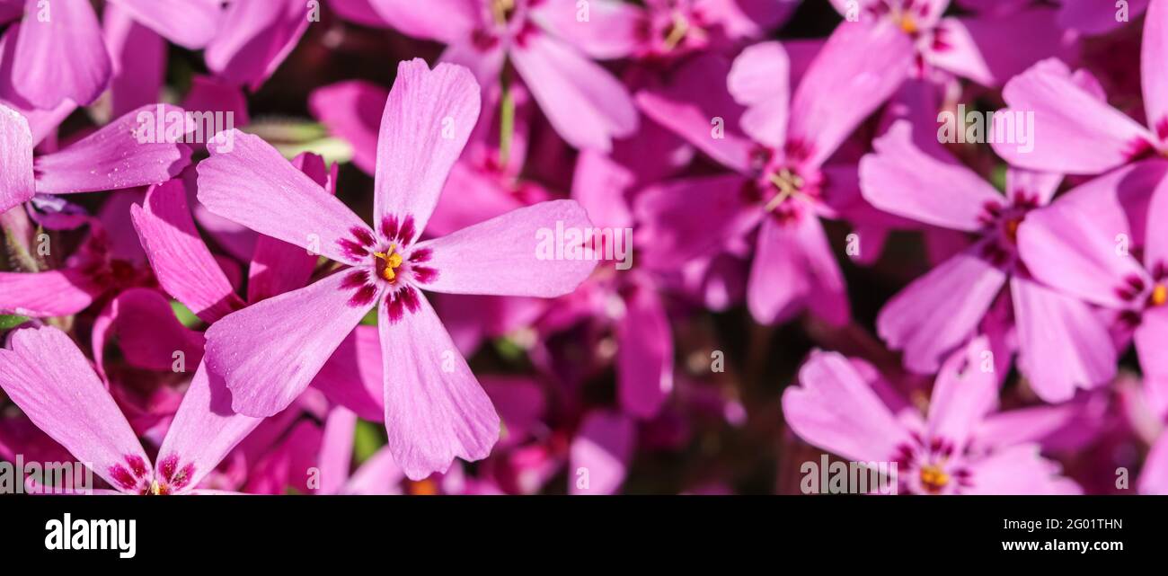 Hintergrund von rosa Blüten Phlox subulata, kriechend, moosrosa oder Berg Phlox, im Frühjahr Stockfoto
