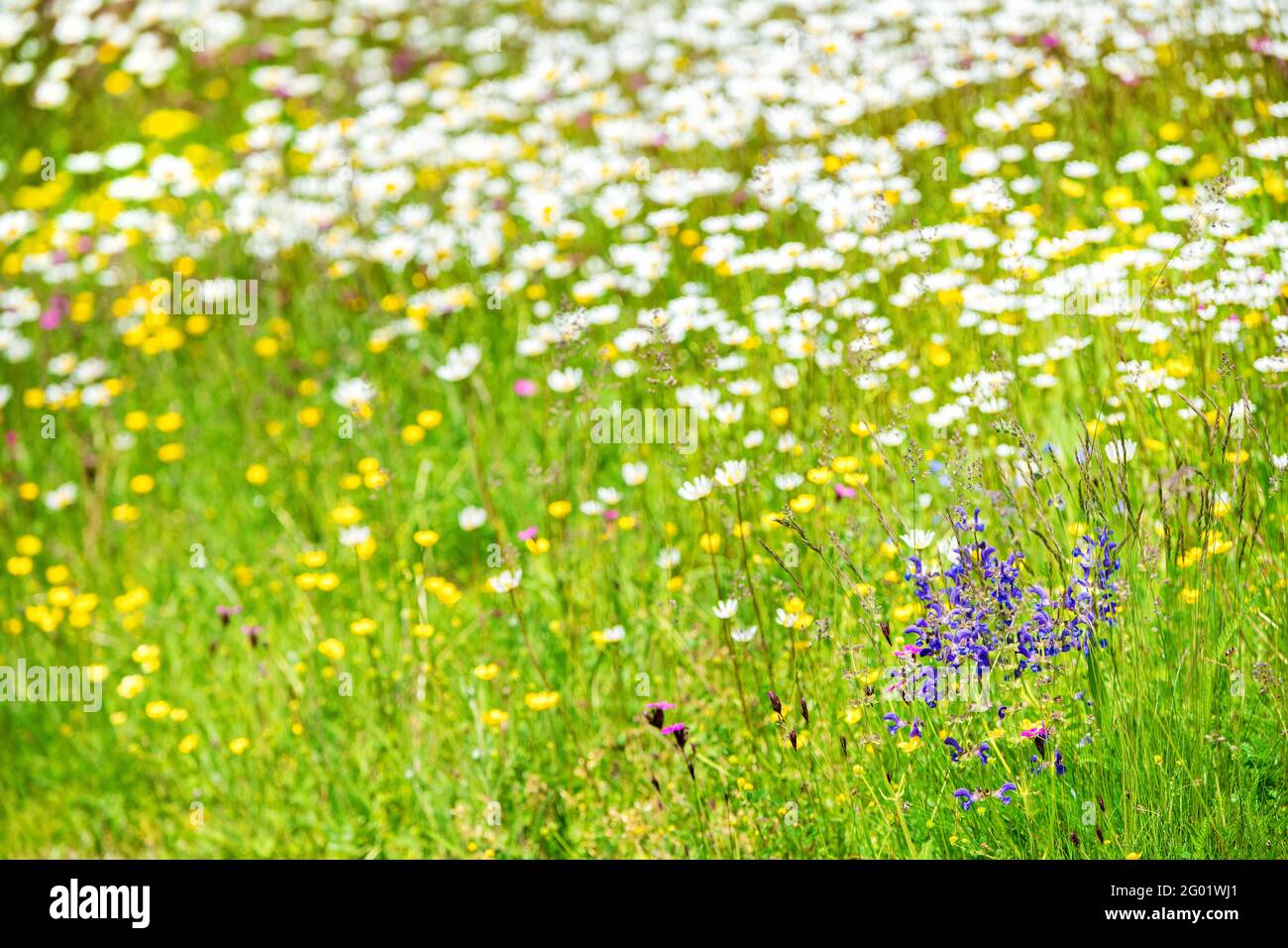 Schöne Wildblumen in der Wildblumenwiese, geschaffen für die Bienen. Rette die Bienen Stockfoto