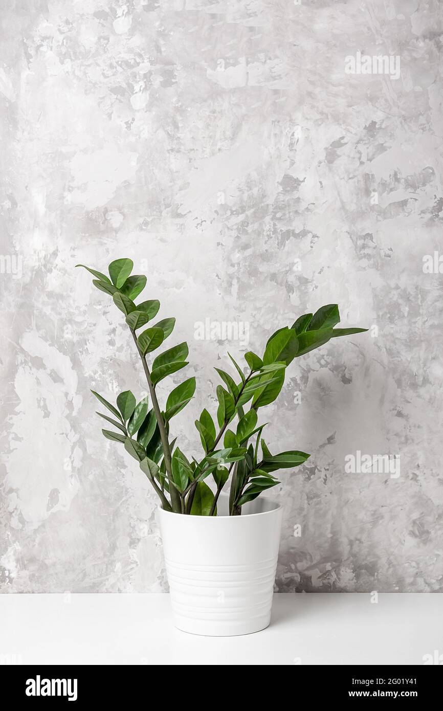 Zimmerpflanze zamioculcas Blume in weißem Topf auf Tisch gegen graue Betonwand, close-up. Stockfoto