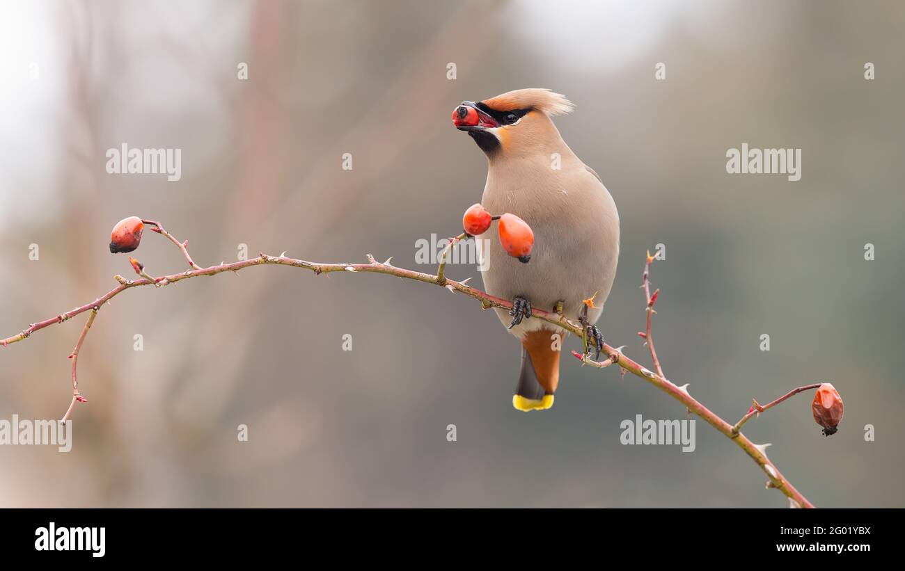 Panoramafoto des böhmischen Wachsflügels, der die Hagebutte im Schnabel hält Winterlandschaft Stockfoto