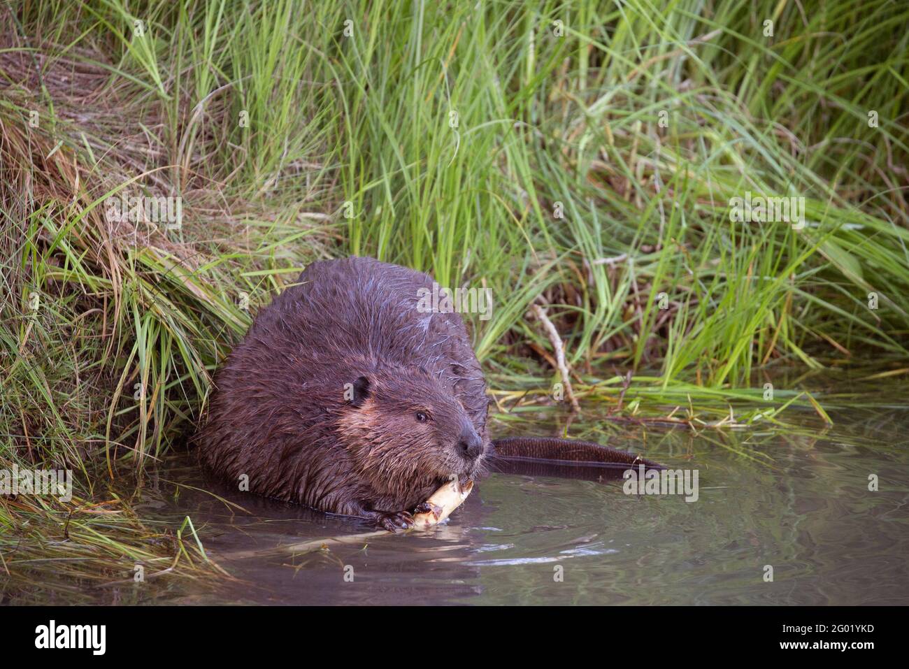 Biber (Castor canadensis) Fütterung von Rinde des Balsam-Pappelbaums (Populus balsamifera) Am Teichrand Stockfoto