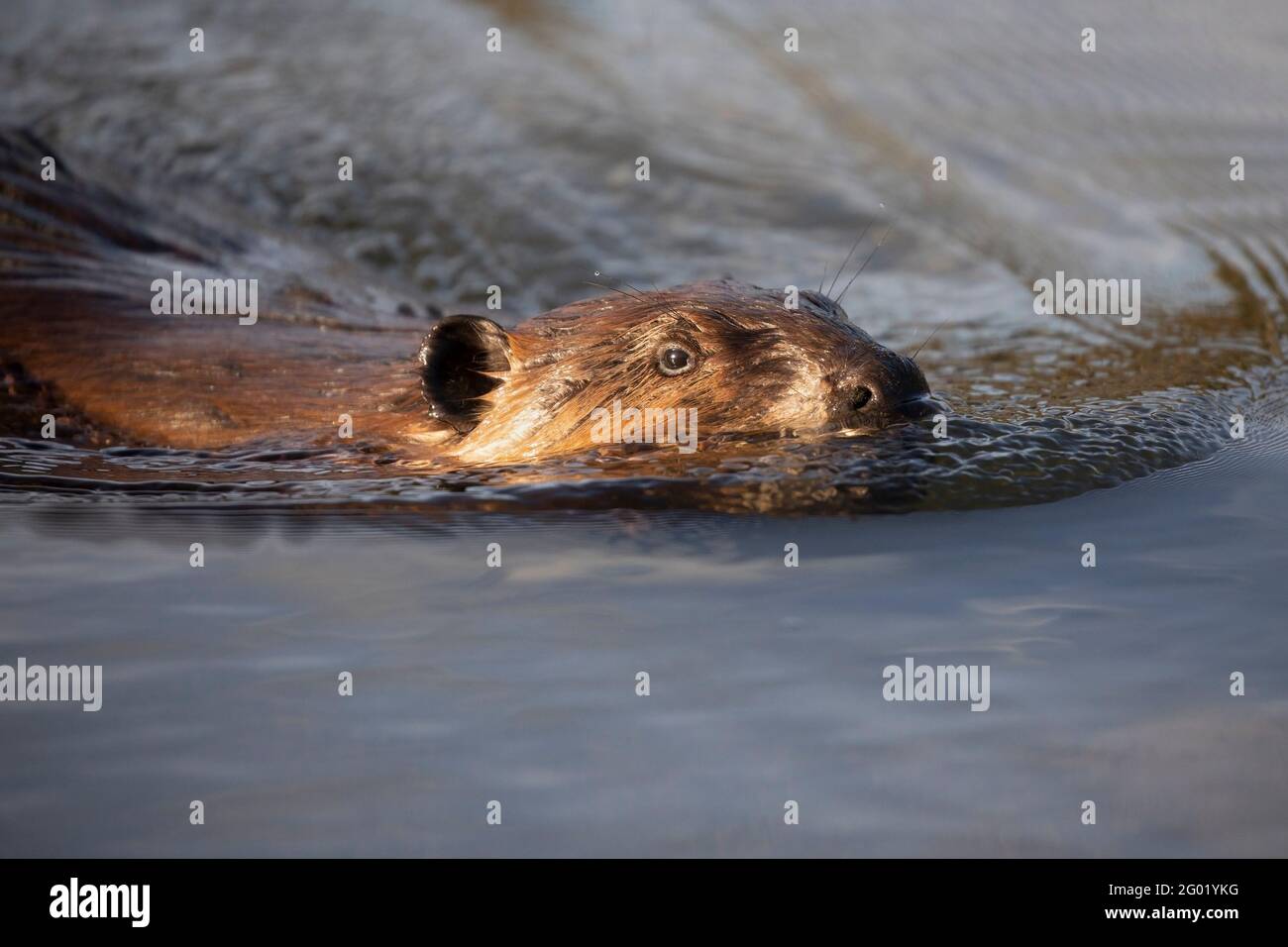Kanadischer Biber, der im Teich schwimmend ist Stockfoto