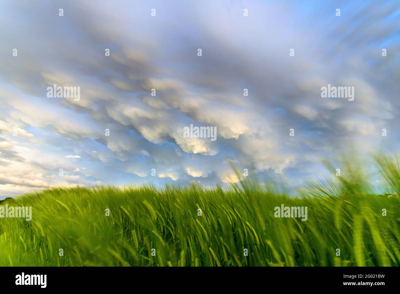 Mammatus Wolken über einem Getreidefeld in der französischen Landschaft Stockfoto