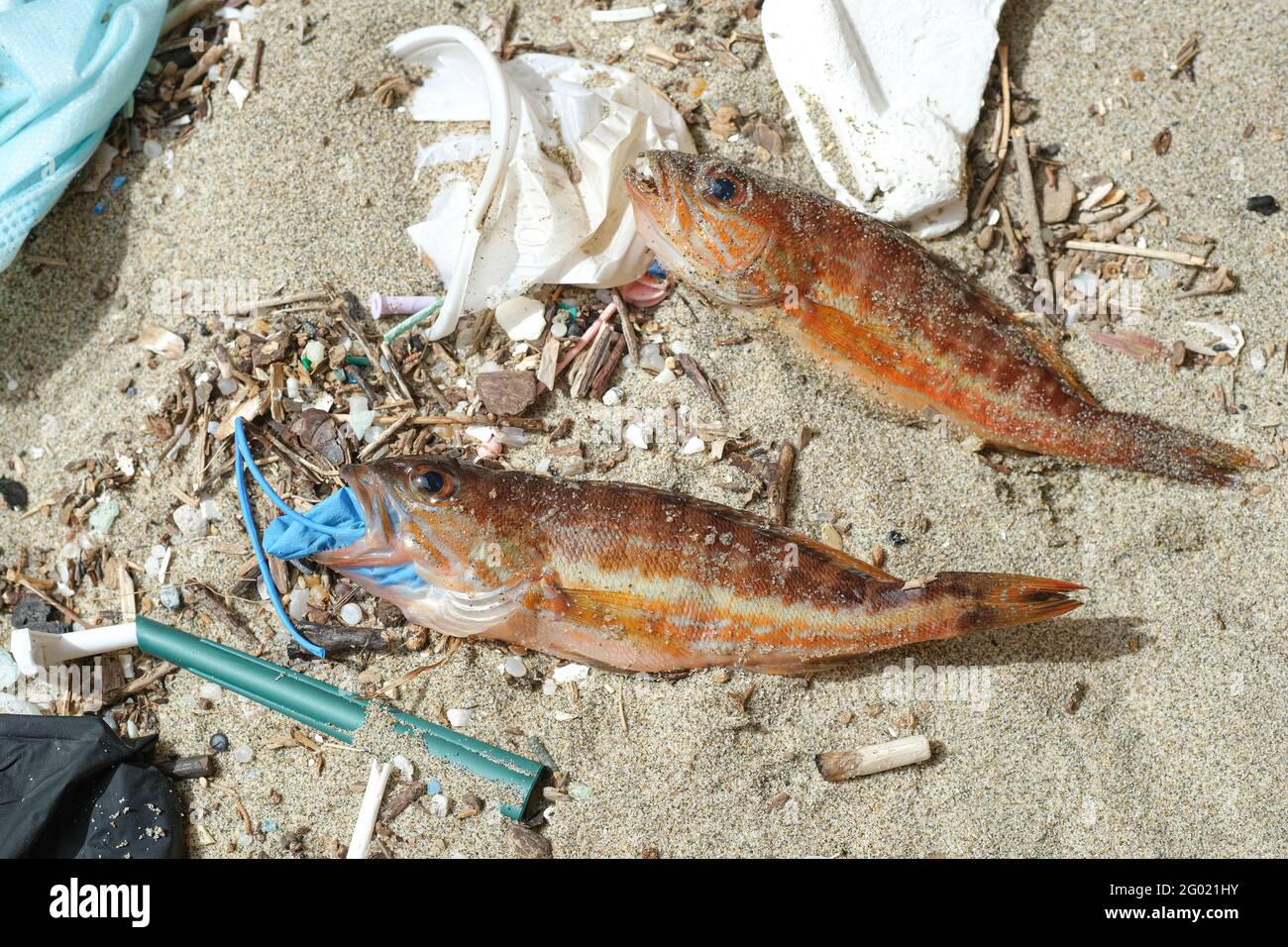 Mittelmeer Barsch Fisch tot essen Kunststoff Gummi Entsorgung Handschuh Abfälle Auf einem Schutt verseuchten Meereslebensraum.Naturverschmutzung Stockfoto