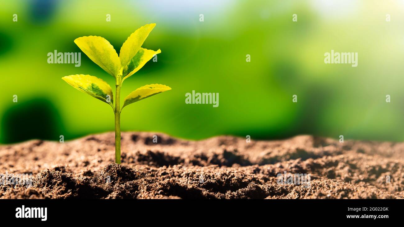 Wachsende Pflanze, Tag der Erde, Umweltschutzkonzept Stockfoto