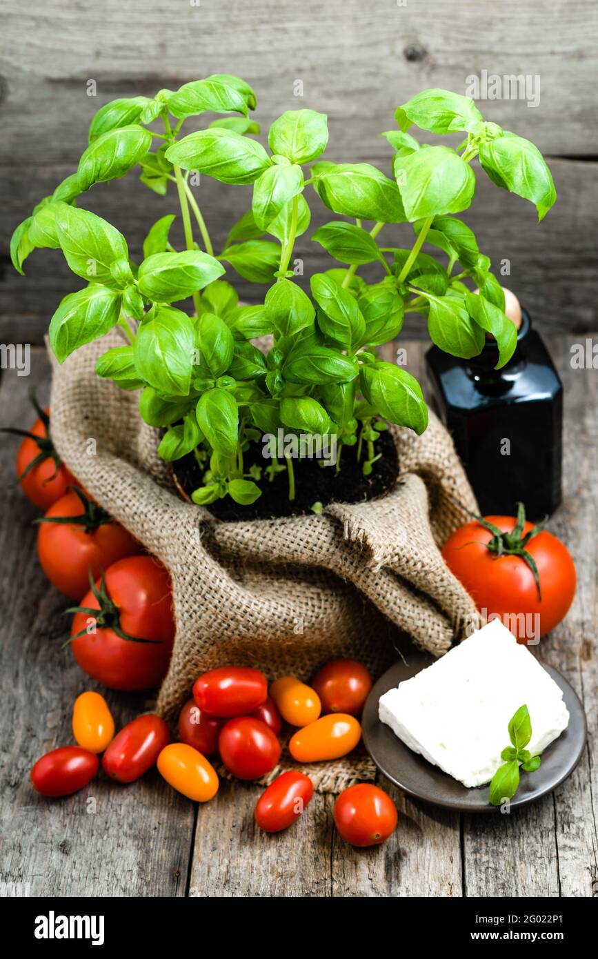 Italienische Küche Zutaten, Olivenöl, Tomaten und frisches Basilikum, grüne Kräuter in vegetarischer Ernährung Stockfoto