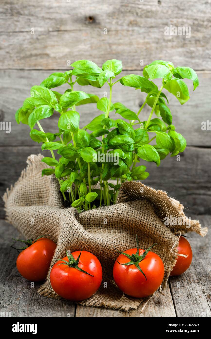 Italienische Küche, grüne Kräuter und Gemüse, Kochzutaten, Tomaten und frisches Basilikum in einem Topf Stockfoto