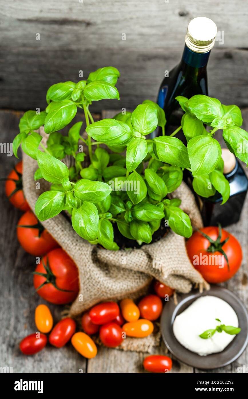 Italienische Lebensmittel Kochen Zutaten, gesunde Ernährung von vegetarischen, Mozzarella, Tomaten und frischem Basilikum, grüne Kräuter in der Küche Stockfoto