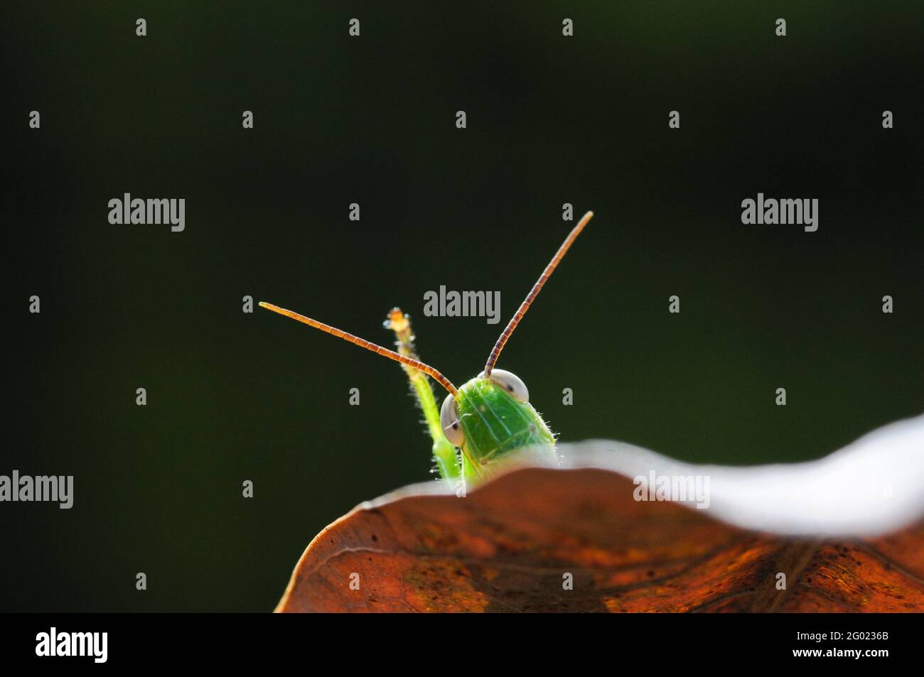 Grüne Heuschrecke versteckt sich auf dem Blatt vor grünem Naturhintergrund Stockfoto