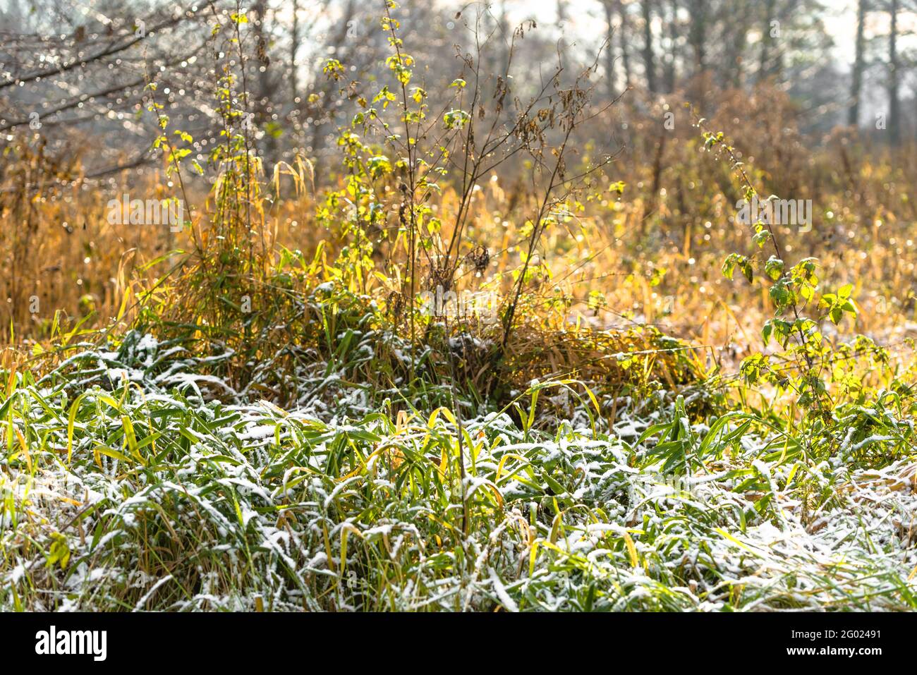 Erster Schnee auf Gras im Herbst oder frühen Winter sonnig Morgen Stockfoto