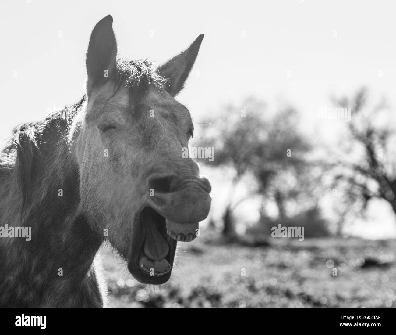 Schwarz-weißes Bild eines Pferdes öffnet seinen Mund, sieht aus wie sein Lachen. Stockfoto