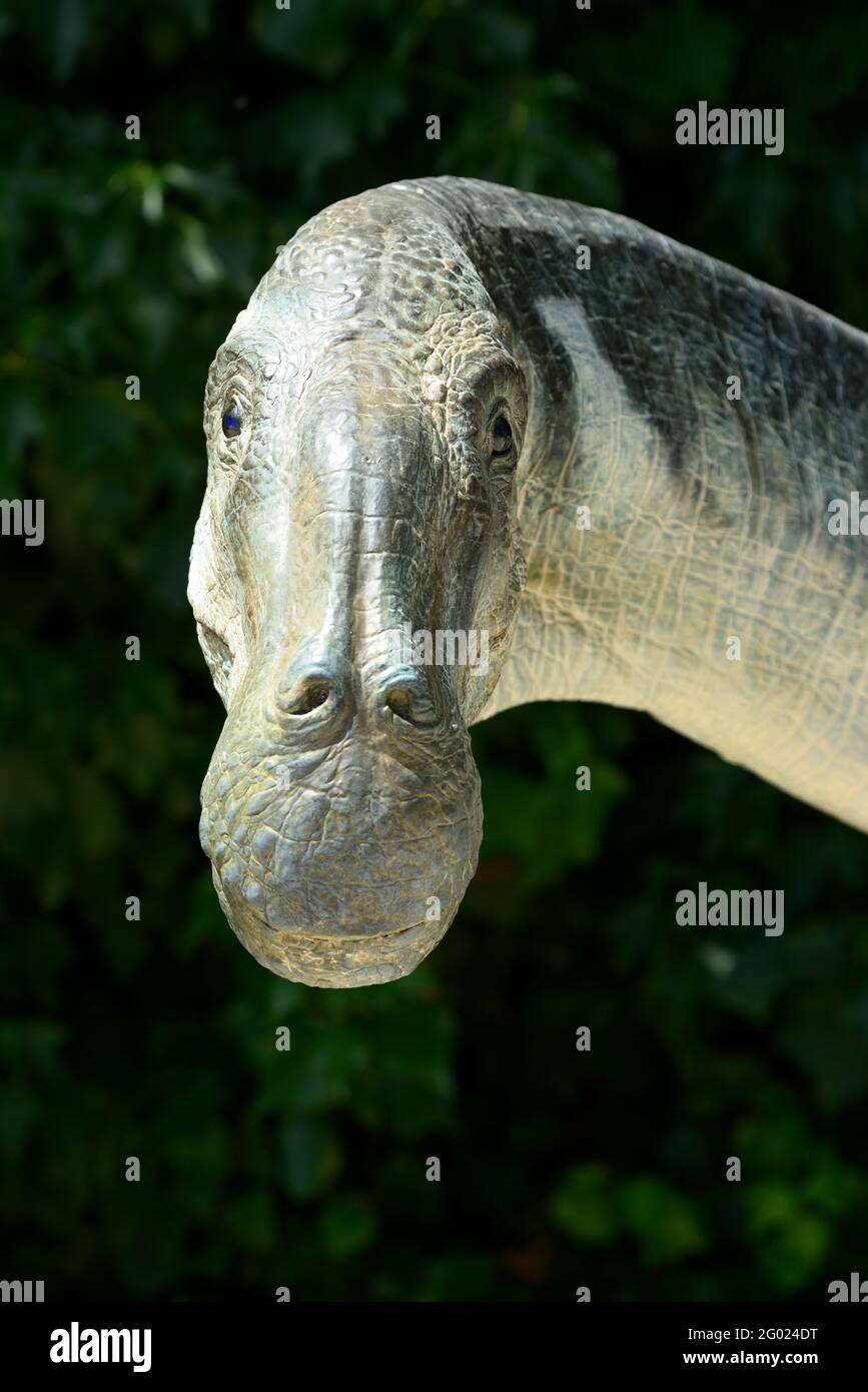 Kopf- und Nackenrekonstruktion eines Dinosauriers, der in die Kamera schaut. Stockfoto