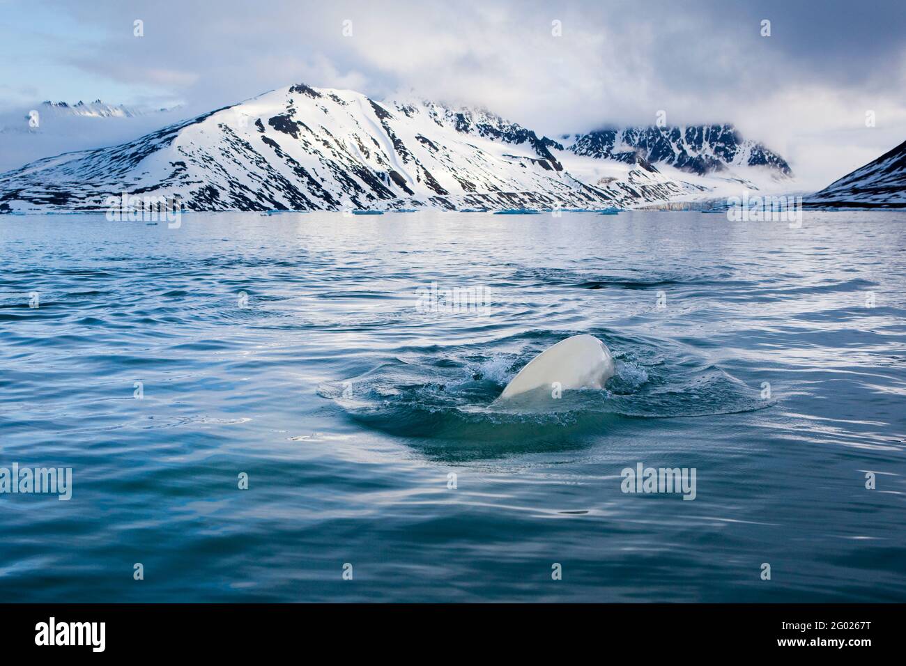 Beluga oder Weißwal, Delphinapterus leucas in Leifdefjorden, Nordsvalbard. Leifdefjorden liegt im Northwest Spitzbergen National Park (Nordv Stockfoto