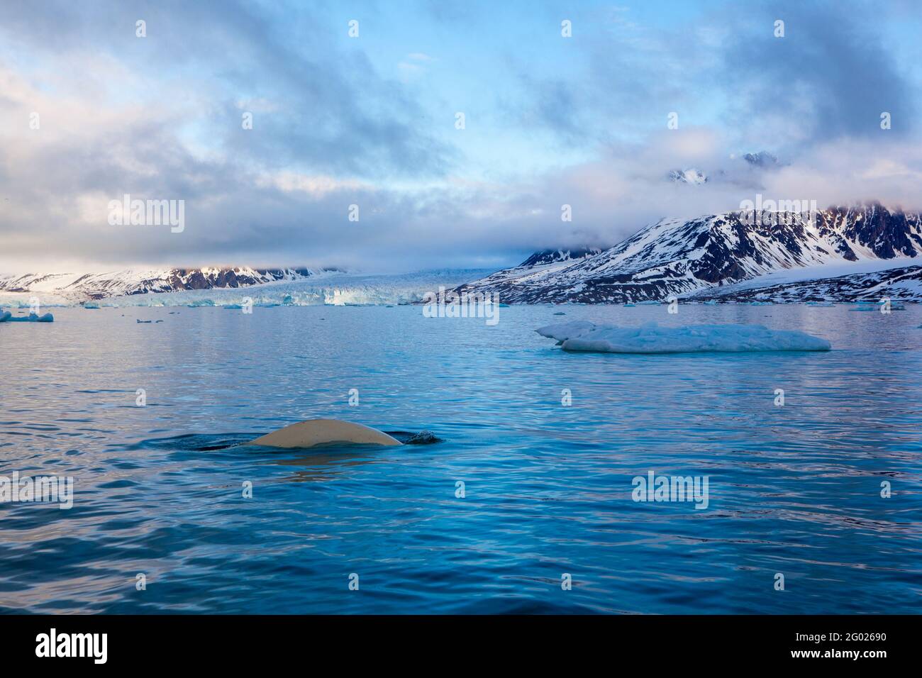 Beluga oder Weißwal, Delphinapterus leucas in Leifdefjorden, Nordsvalbard. Leifdefjorden liegt im Northwest Spitzbergen National Park (Nordv Stockfoto