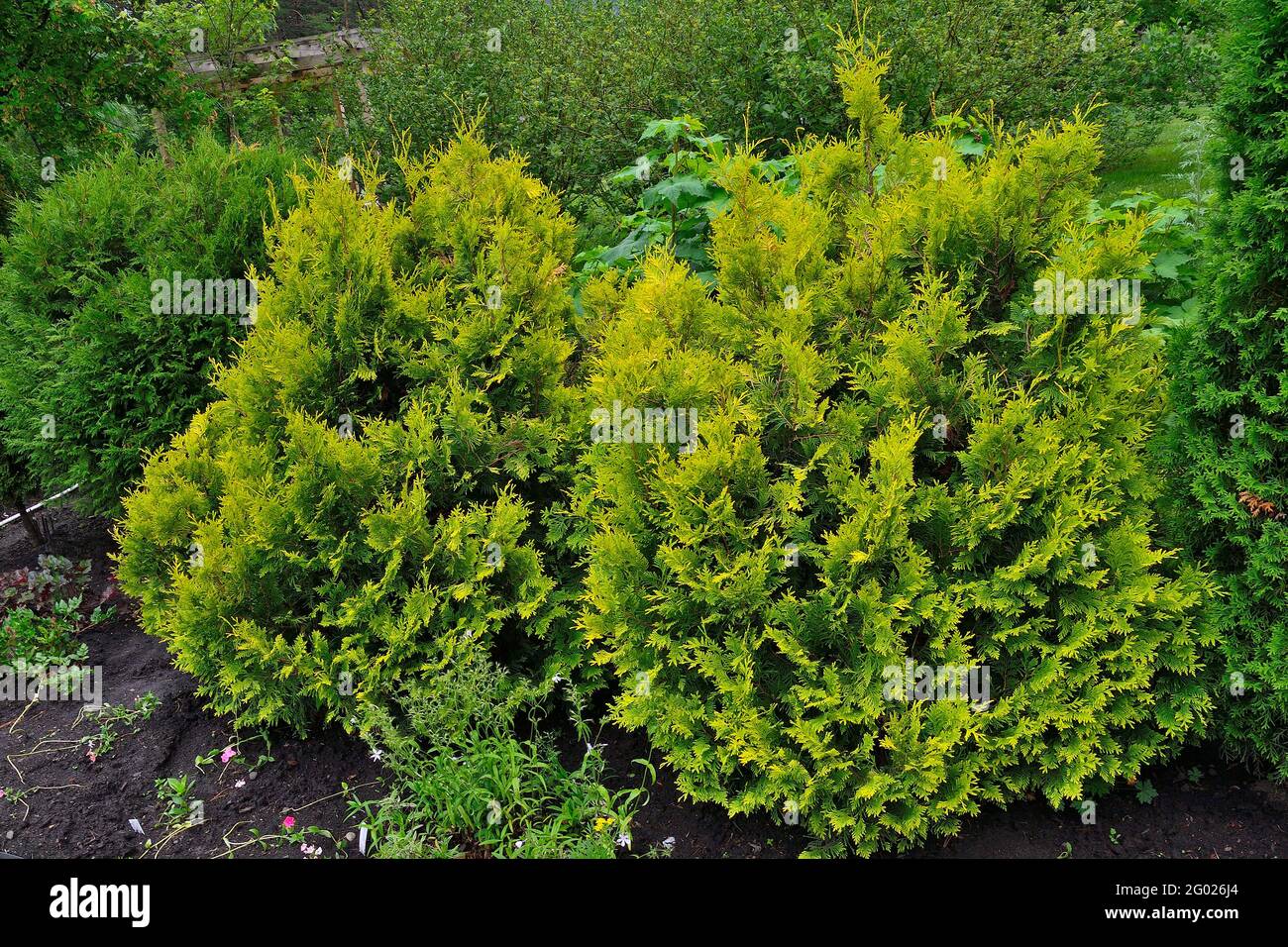 Westliche Thuja (Thuja occidentalis Stolwijk) Sträucher mit gelben Nadeln auf Ästen - ornamentale immergrüne Nadelsträucher für Gartenarbeit, Land Stockfoto