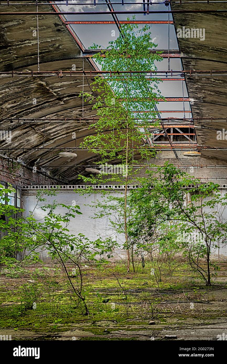 Bäume wachsen in einer verlassenen Halle Stockfoto