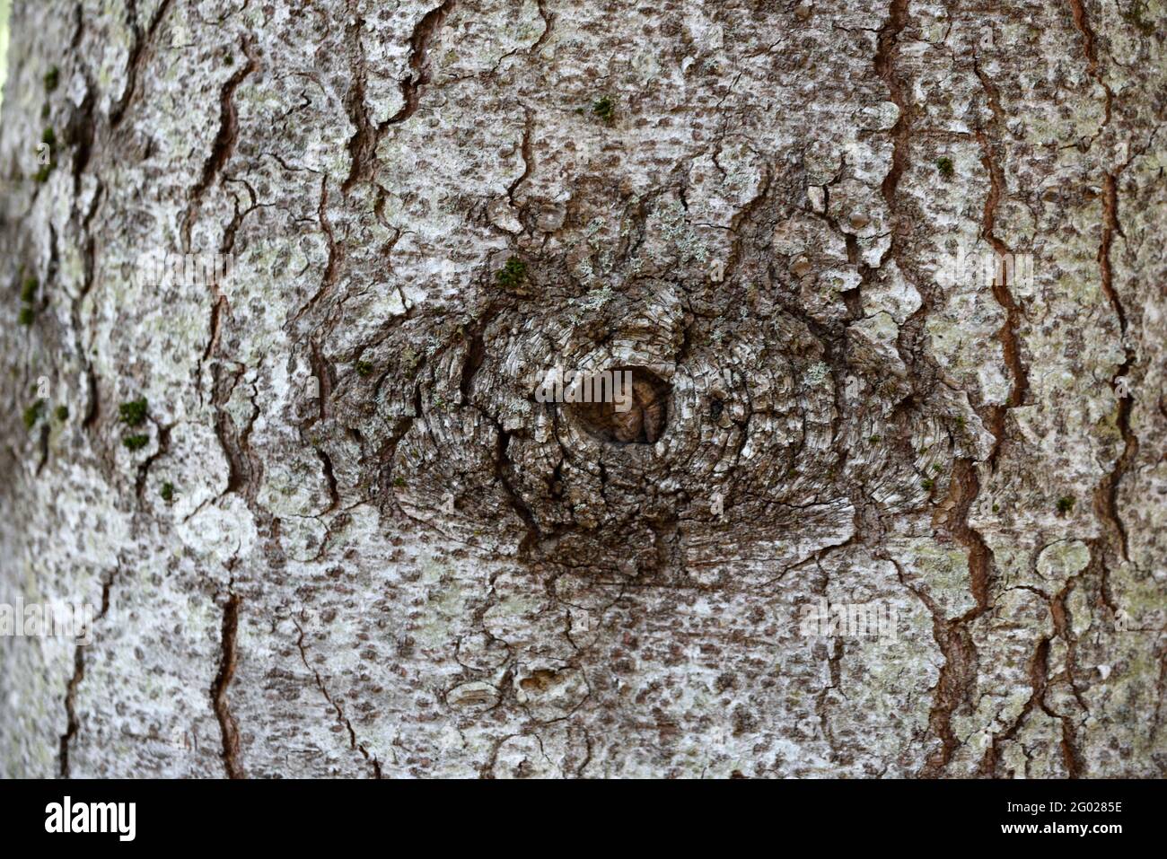 Natürliche augenähnliche Formation auf dem Baumstamm der Bergkiefer Pinus mugo durch Wunde des gebrochenen oder gefallenen Ast hinterlassen Stockfoto
