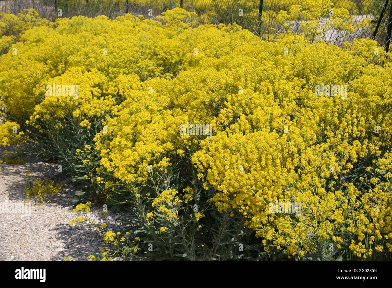 Masse an blütendem Gemeinen Ragwort, jacobaea vulgaris syn Senecio jacobaea, alias Stinking Willie oder Tansy Ragwort, das auf Waste Land oder Wasteland wächst Stockfoto