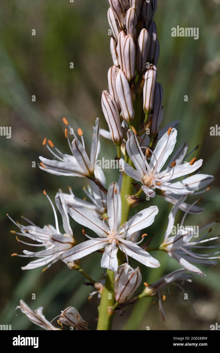Blüte oder Blütenstand des weißen Asphodel Asphodelus albus Stockfoto