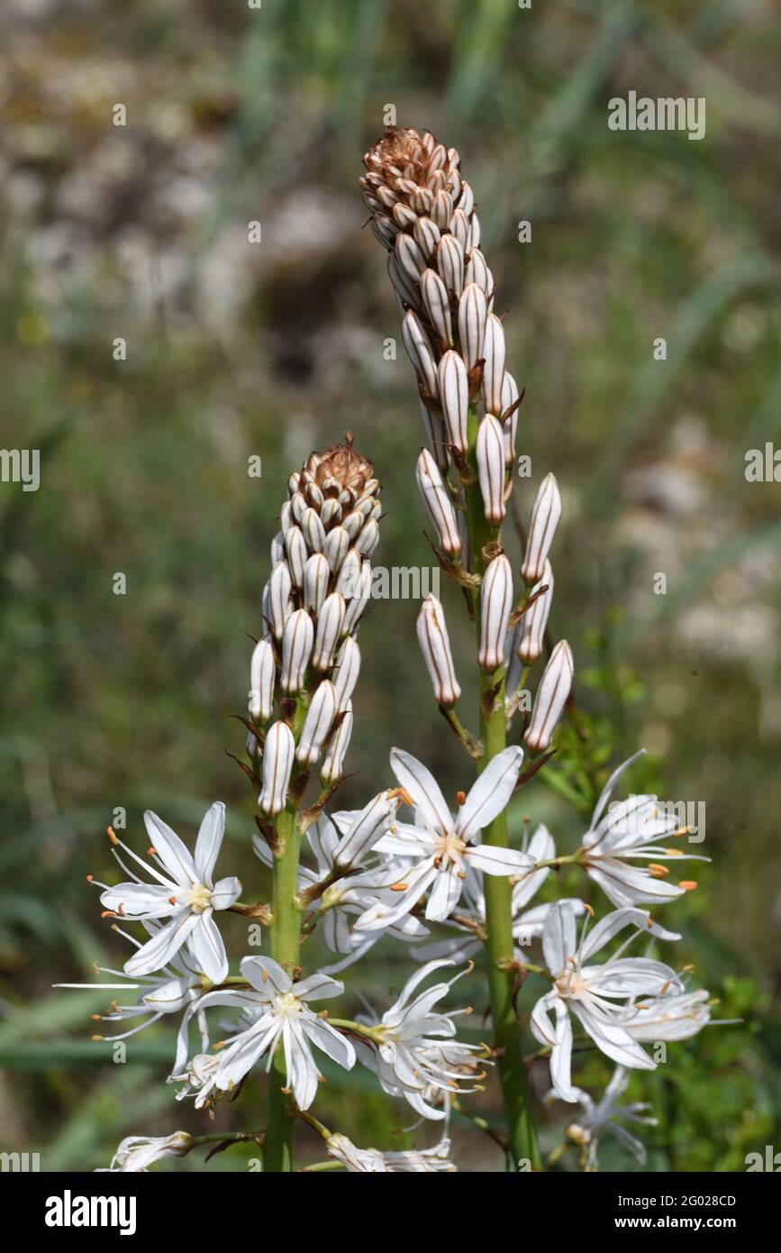 Blüte oder Blütenstand des weißen Asphodel Asphodelus albus Stockfoto