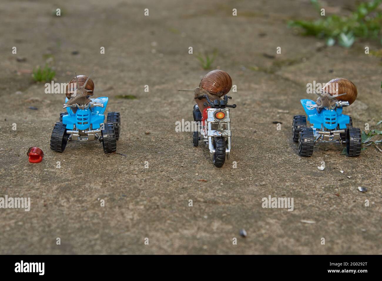 Drei große Gartenschnecken sitzen auf einem Spielzeug-Motorrad und Quad-Bikes stehen auf dem Gartenweg. Stockfoto