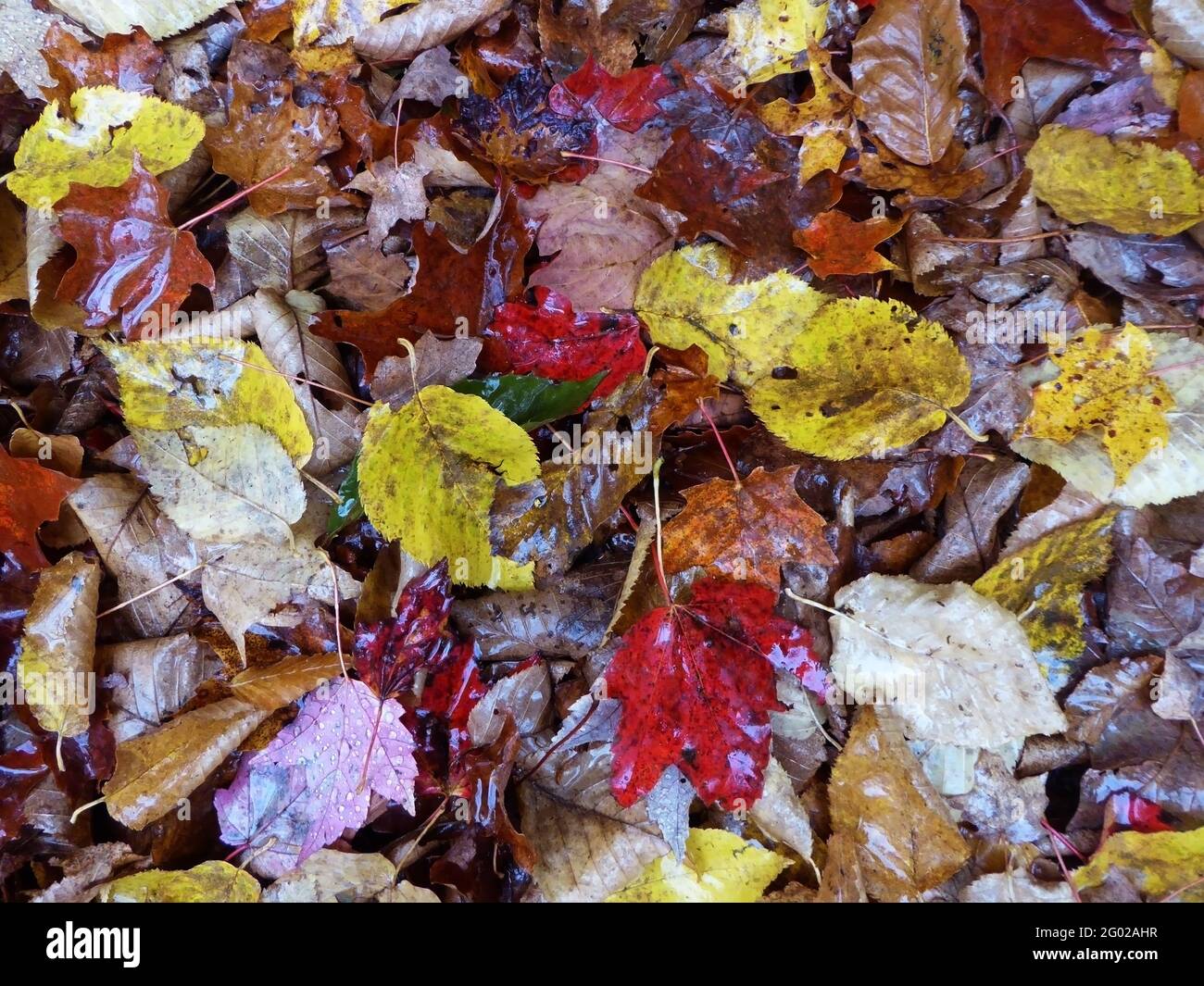 Neuengland im Herbst 14.10.15 Stockfoto