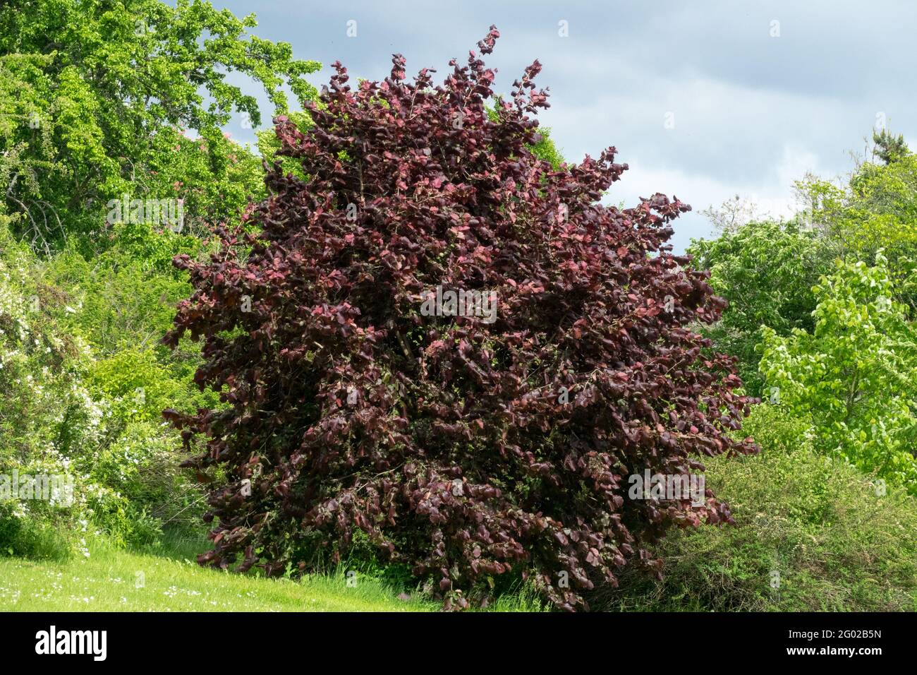 Türkischer Haselnussbaum Corylus colurna 'Granat' türkischer Filbertbaum Stockfoto
