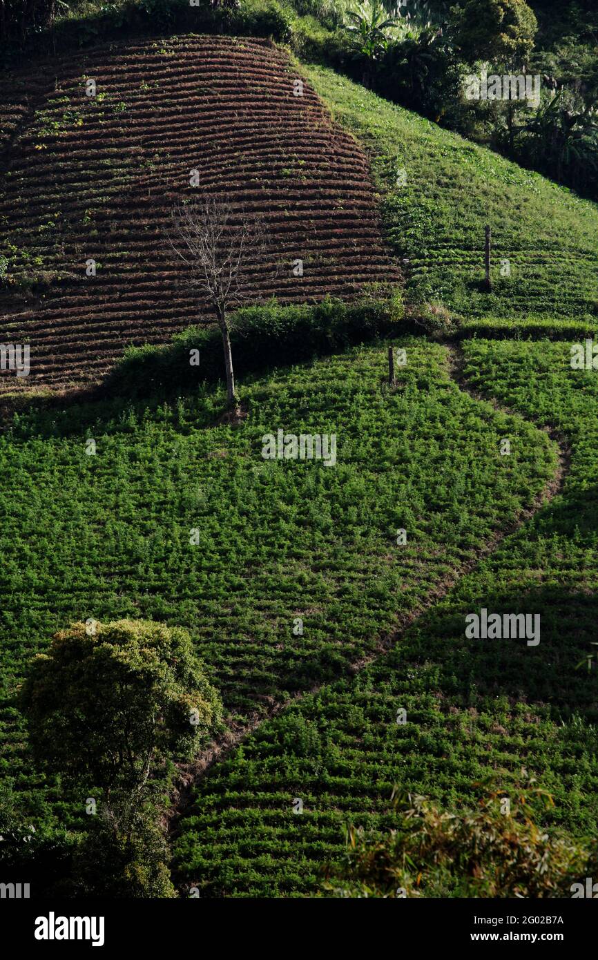 Landwirtschaftliche Nutzflächen in Minahasa, Nord-Sulawesi, Indonesien. Stockfoto