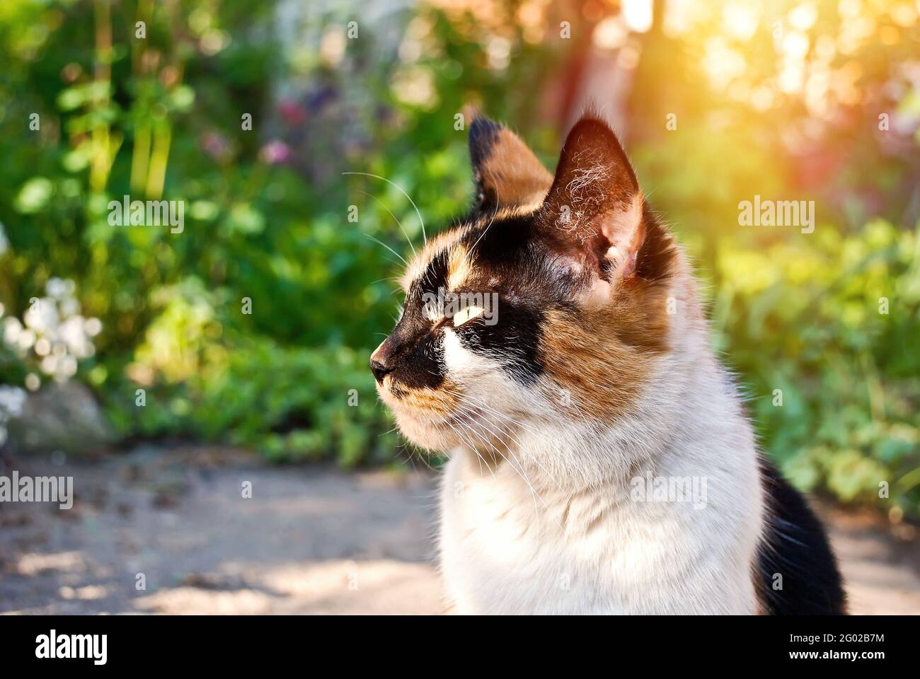 Junge Katze in einem grünen Garten Stockfoto