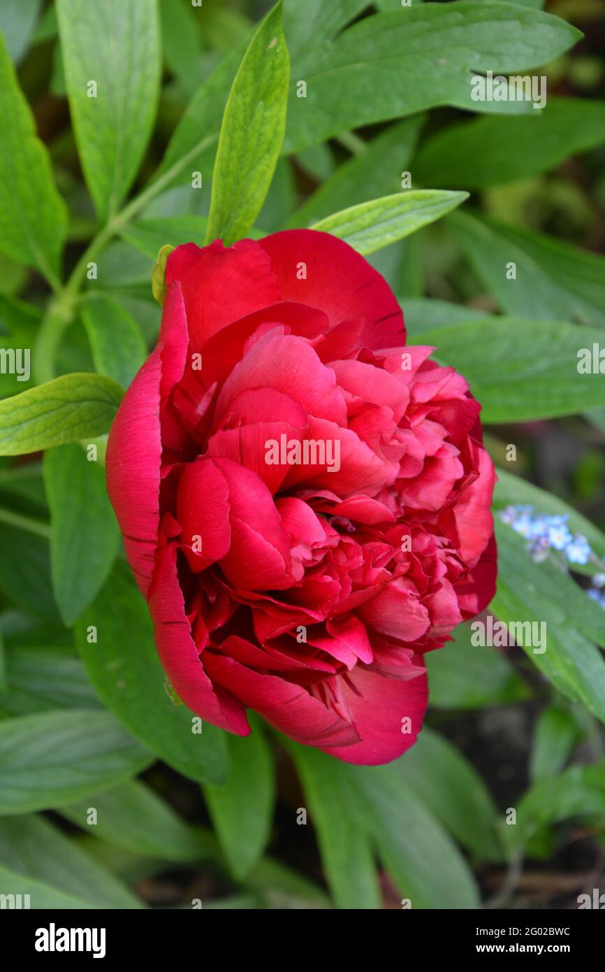 Paeonia Officinalis Rubra Plena Cambridge, Großbritannien, rein schöner und friedlicher Blumenraum Stockfoto