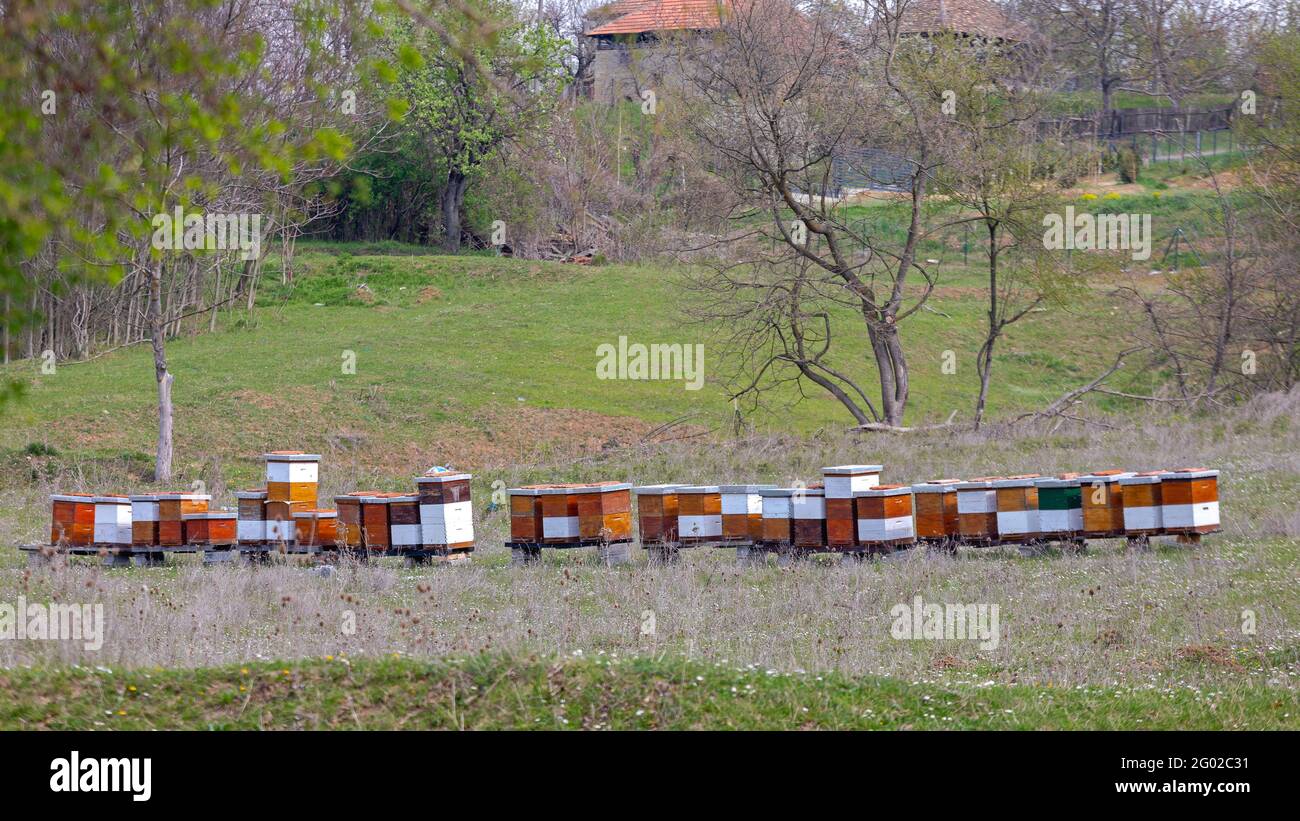 Viele Honigbienen im Grasfeld Stockfoto