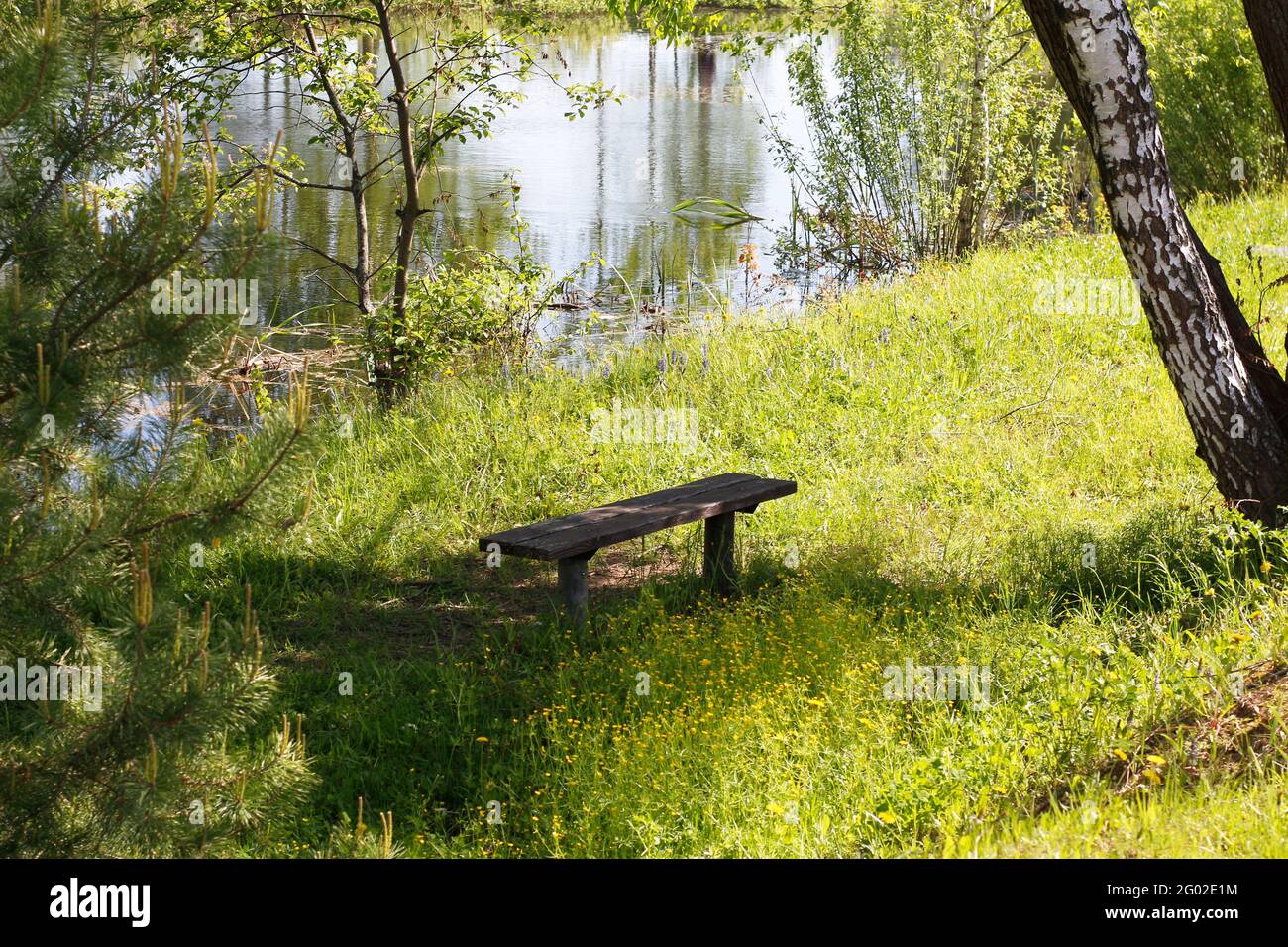 Teich in einem Birkenwald im Sommer. Wunderschöne Natur. Grüne Farben