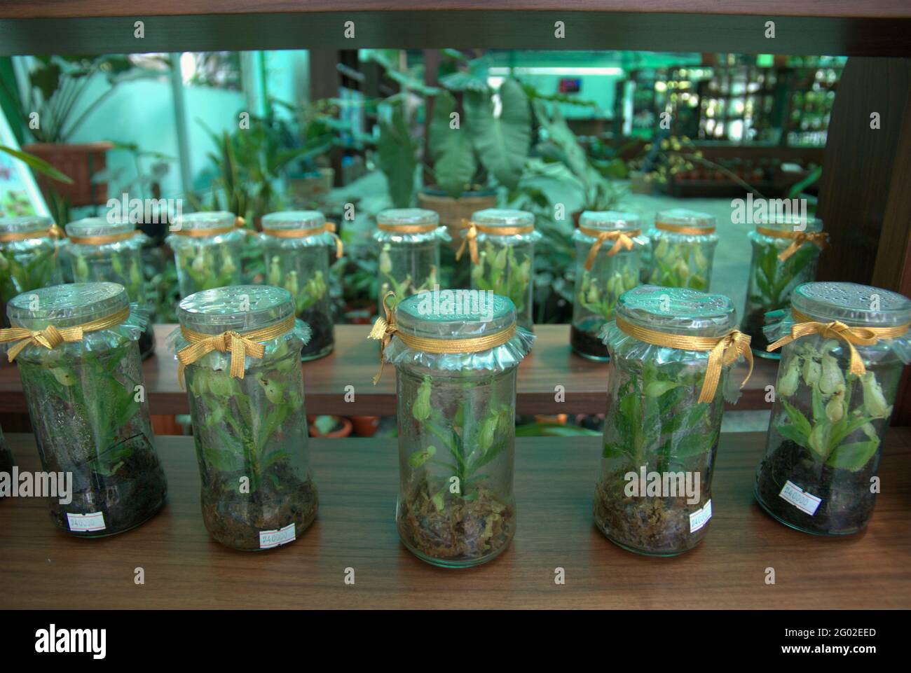 Labor für Pflanzengewebekulturen, das vom Indonesischen Institut für Wissenschaften (LIPI) in Bogor Botanical Gardens in Bogor, West Java, Indonesien, geleitet wird. Stockfoto