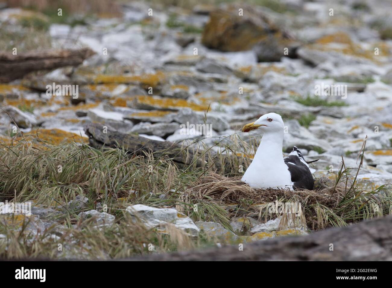 Dominikanermöwe / Südliche Schwarzrückenmöwe / Larus dominicanus Stockfoto