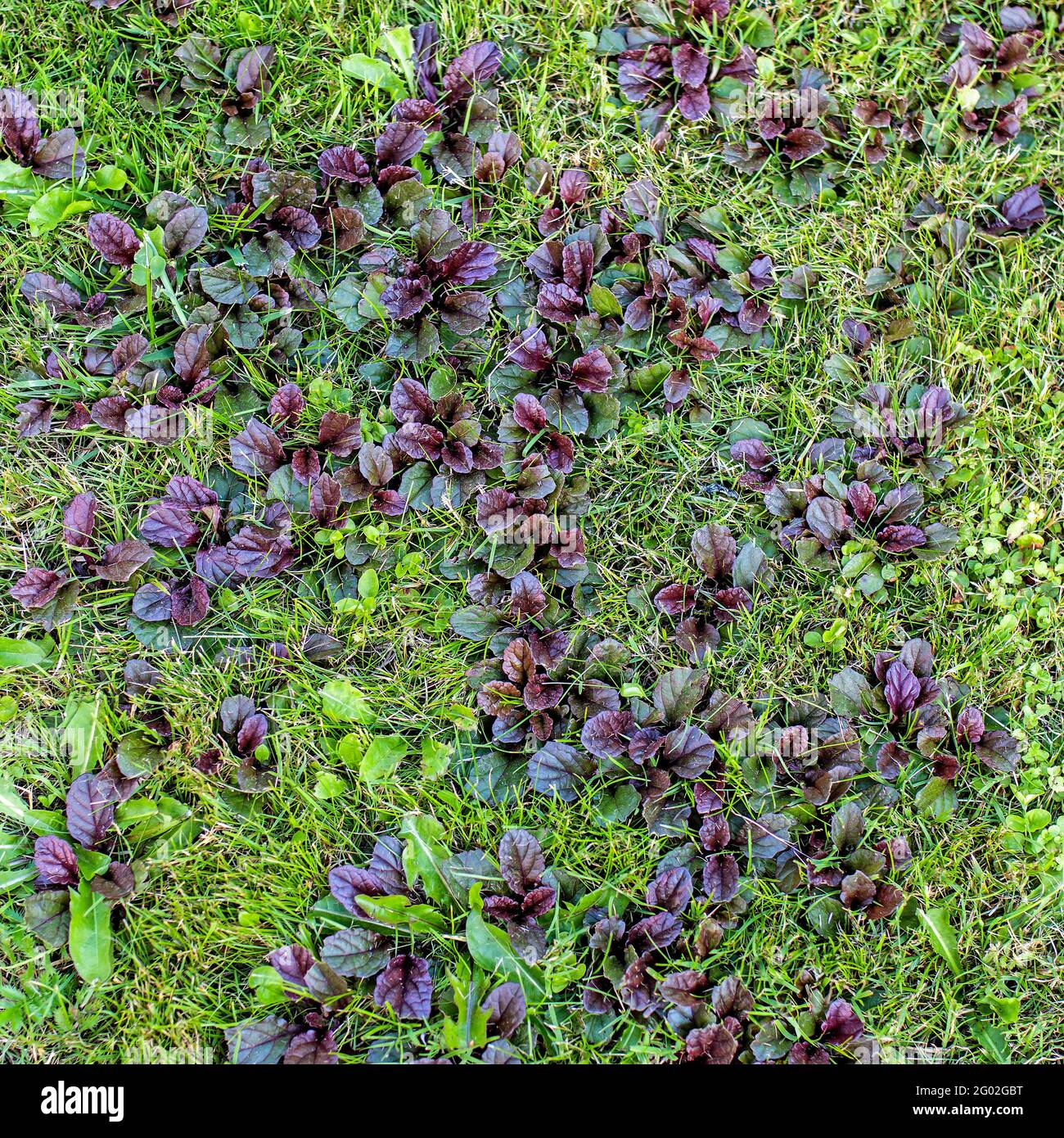 Ajuga reptans ist allgemein bekannt als bugle, blue bugle, bugleherb, bugleweed, carpetweed, Teppich bugleweed, und gemeinsame bugle, und traditionell, aber weniger Stockfoto