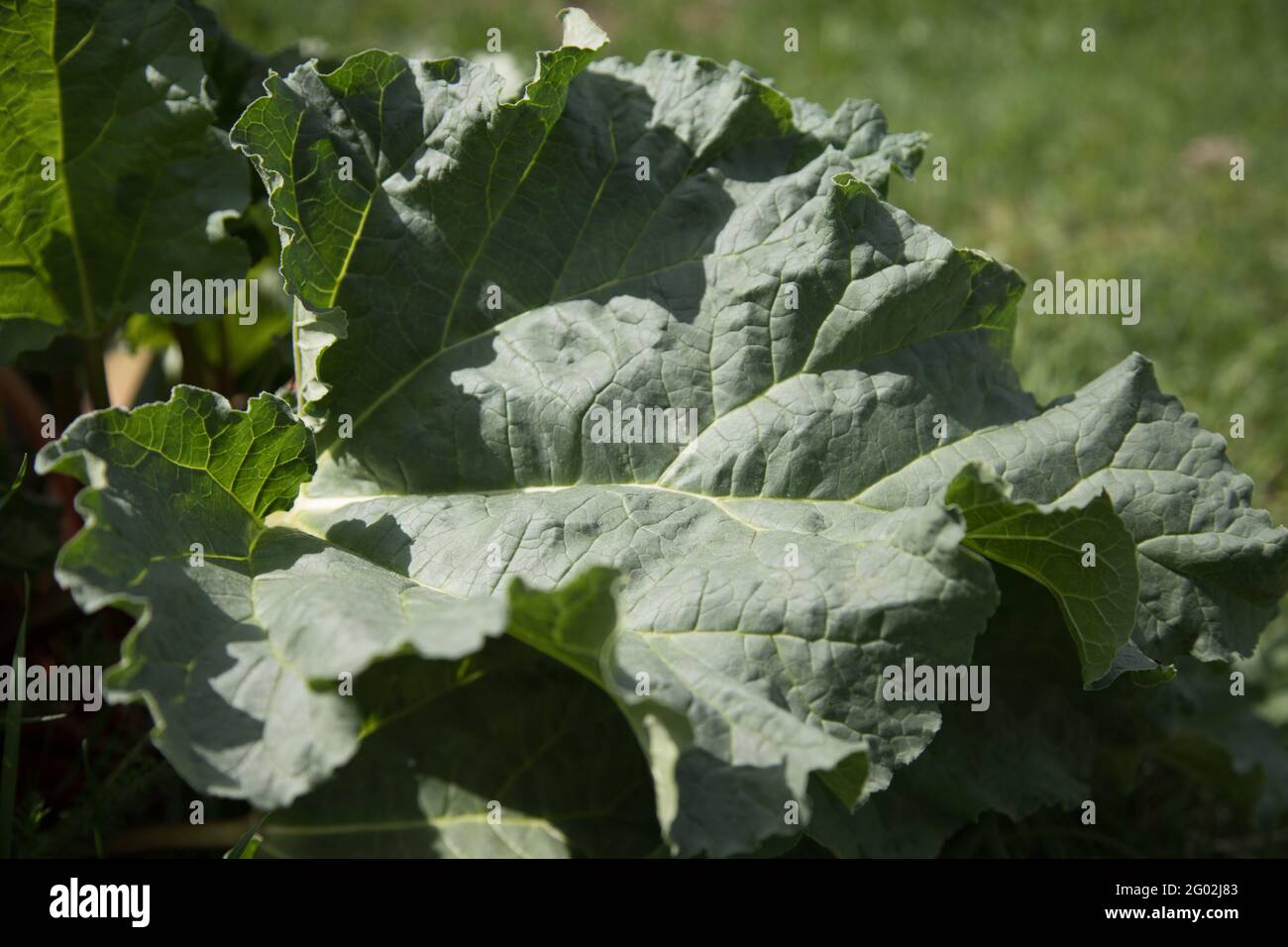 Nahaufnahme der Blätter der Rhabarberpflanze, die bei der Zubereitung gesunder Getränke verwendet wird. Stockfoto