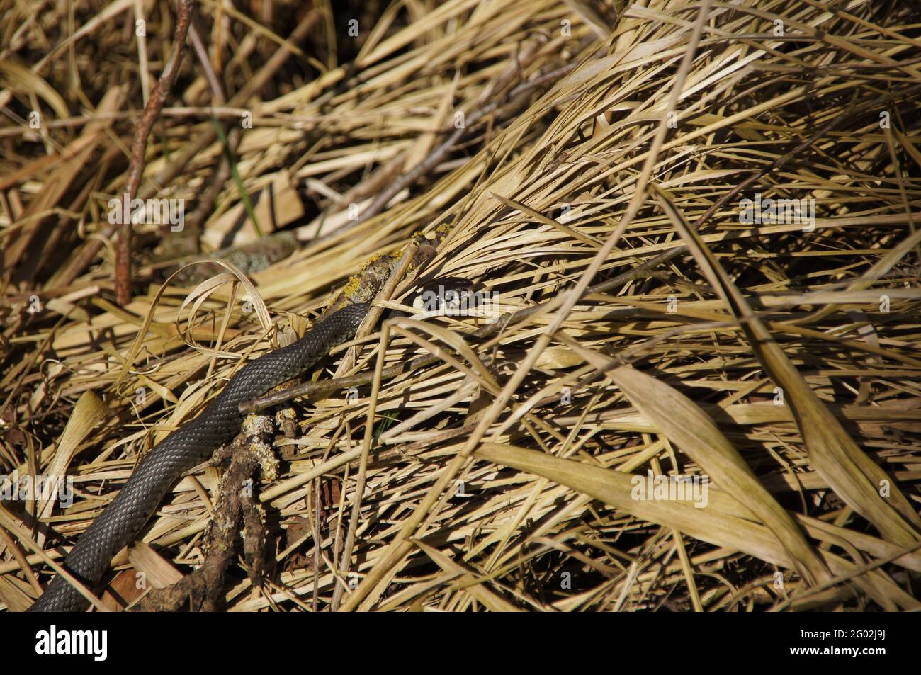 Schwarze Viper Schlange kriecht auf dem gelben Gras Stockfoto
