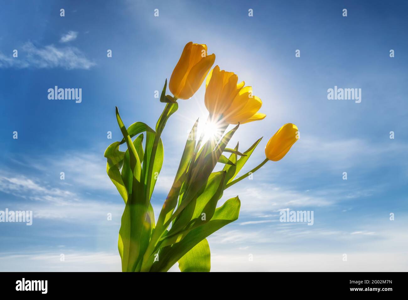 Ein Bouquet von Frühlingsbüscheln in den Strahlen der untergehenden Sonne. Stockfoto
