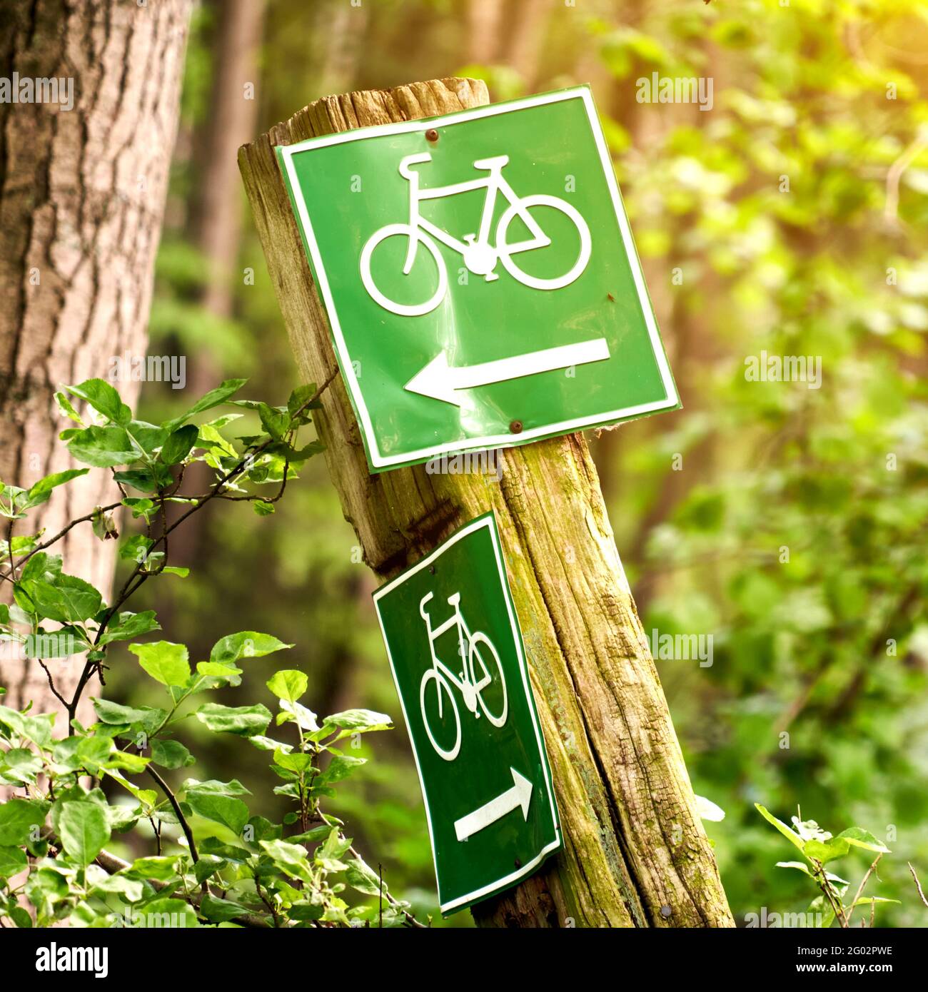 Schilder für Fahrradwege durch einen Wald, grüne Schilder mit weißen Fahrrädern und ein Richtungspfeil auf einem krummen verwitterten Holzpfosten Stockfoto