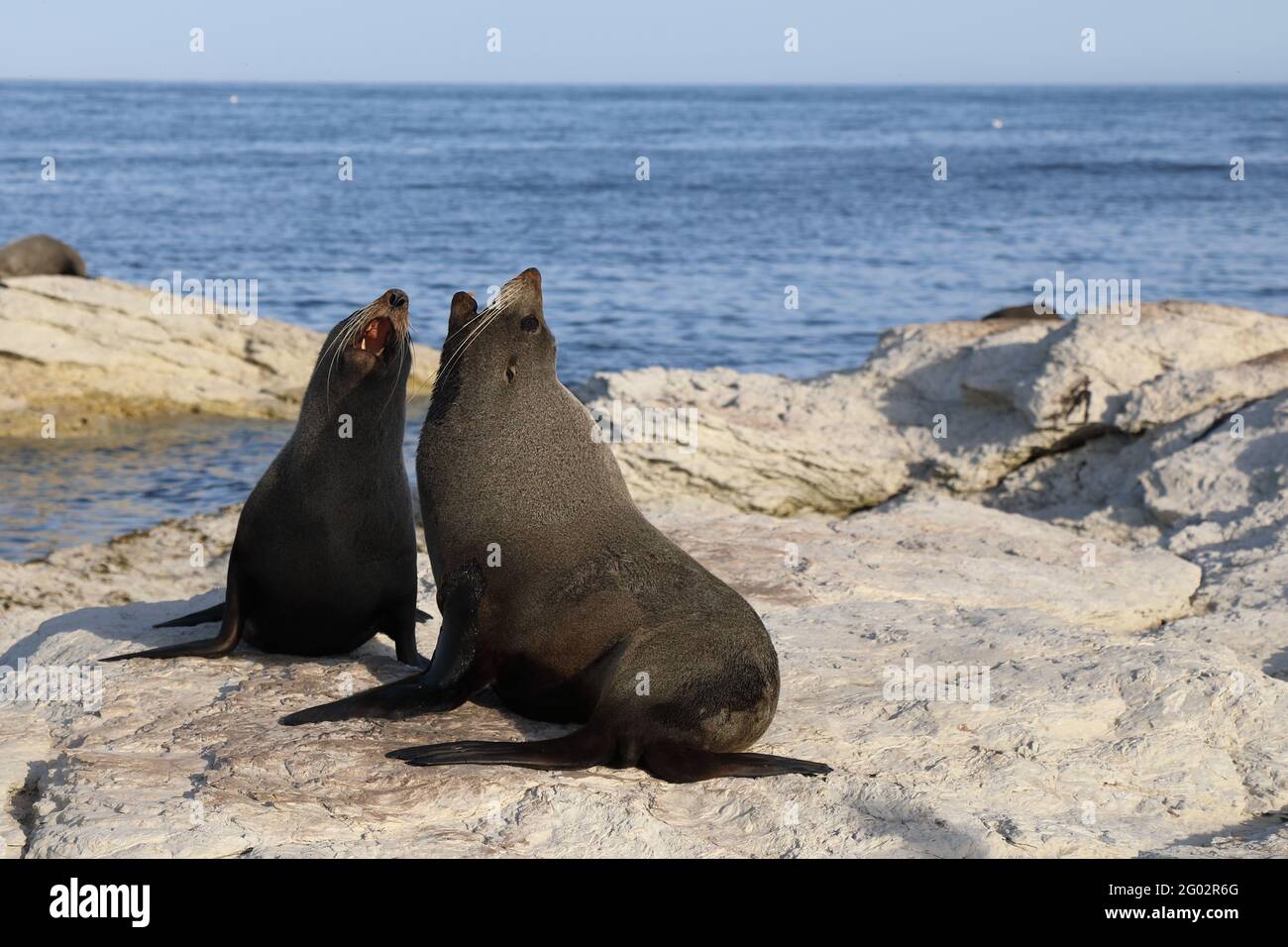 Neuseeländischer Seebär / Neuseeländischer Seehund / Arctocephalus forsteri Neuseeländischer Seebär / Neuseeländischer Seehund / Arctocephalus forsteri Stockfoto