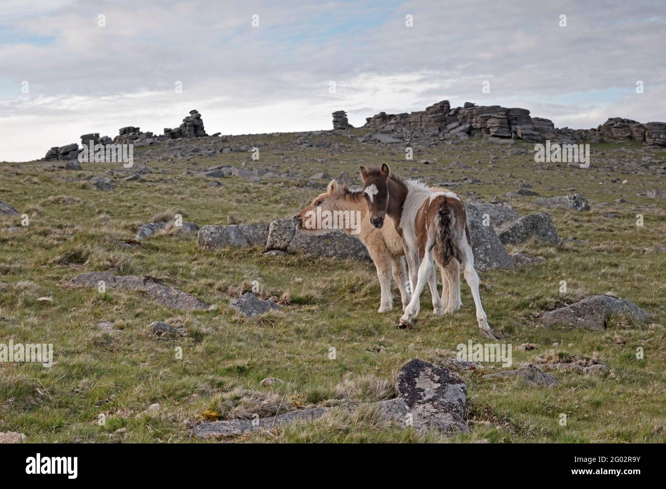Zwei Dartmoor Ponys vor dem Staple Tor Dartmoor UK Stockfoto