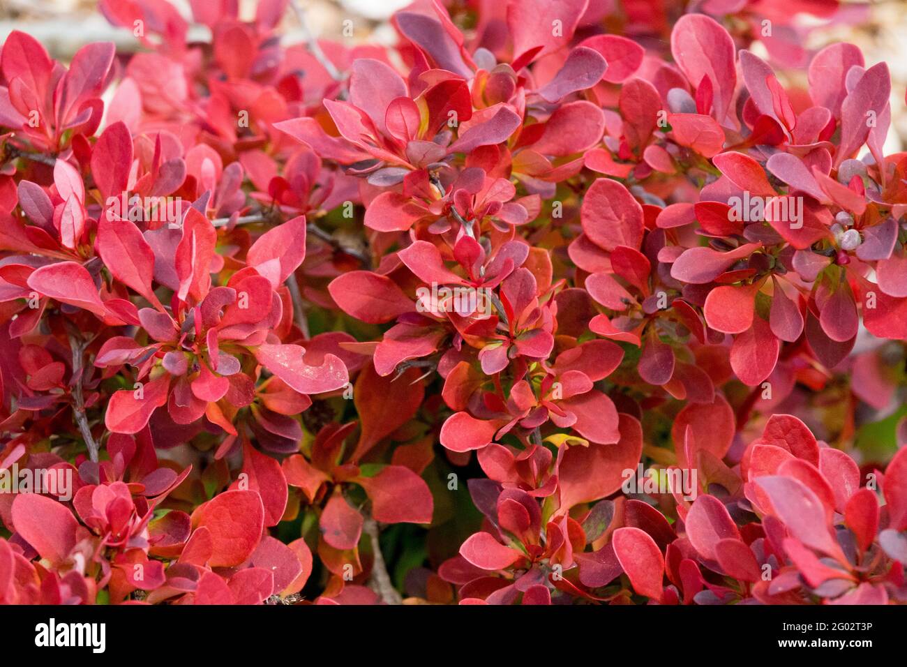 Berberis Feuerball Japanischer Berberbeerfrühling hinterlässt Berberis thunbergii Rot Laubstrauch Stockfoto