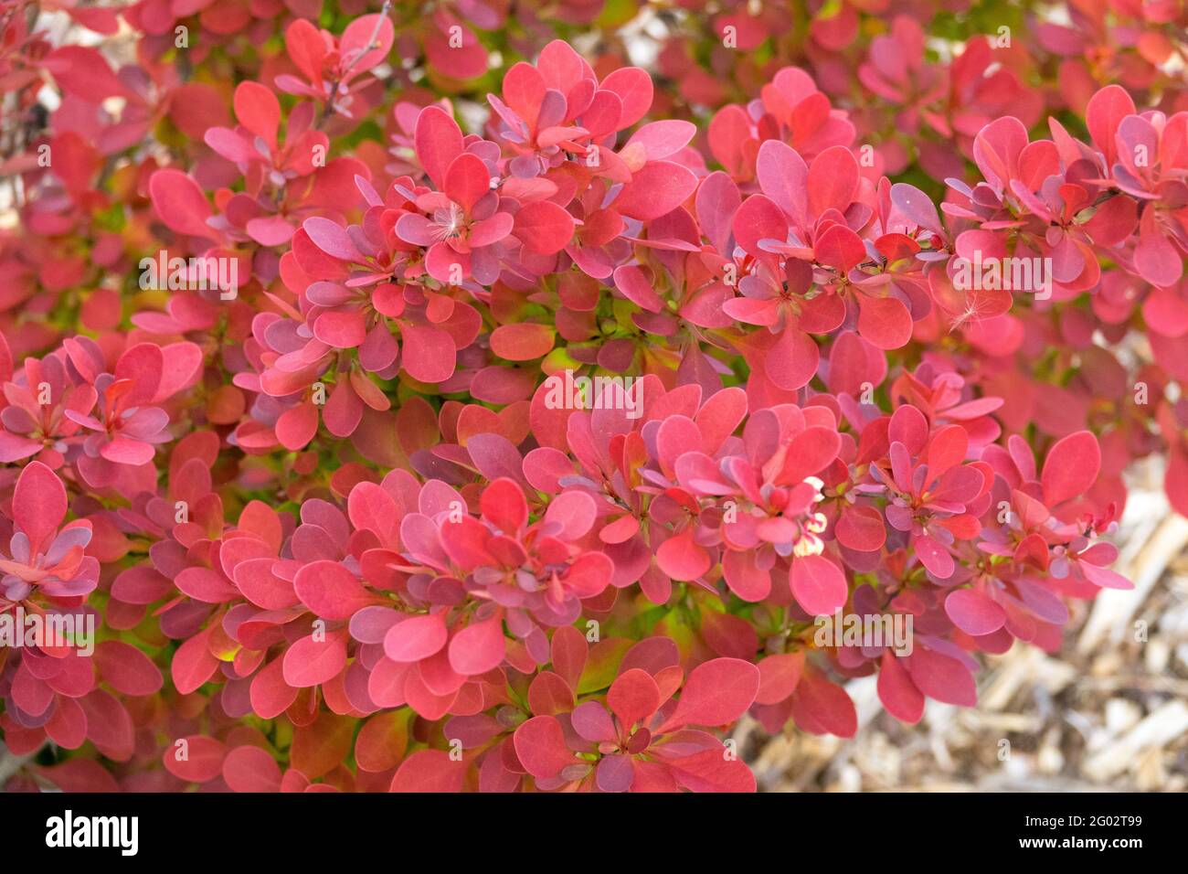 Berberis Red Compact Red Japanischer Berberbeerstrauch Blätter Laub Frühling Laubpflanze Stockfoto