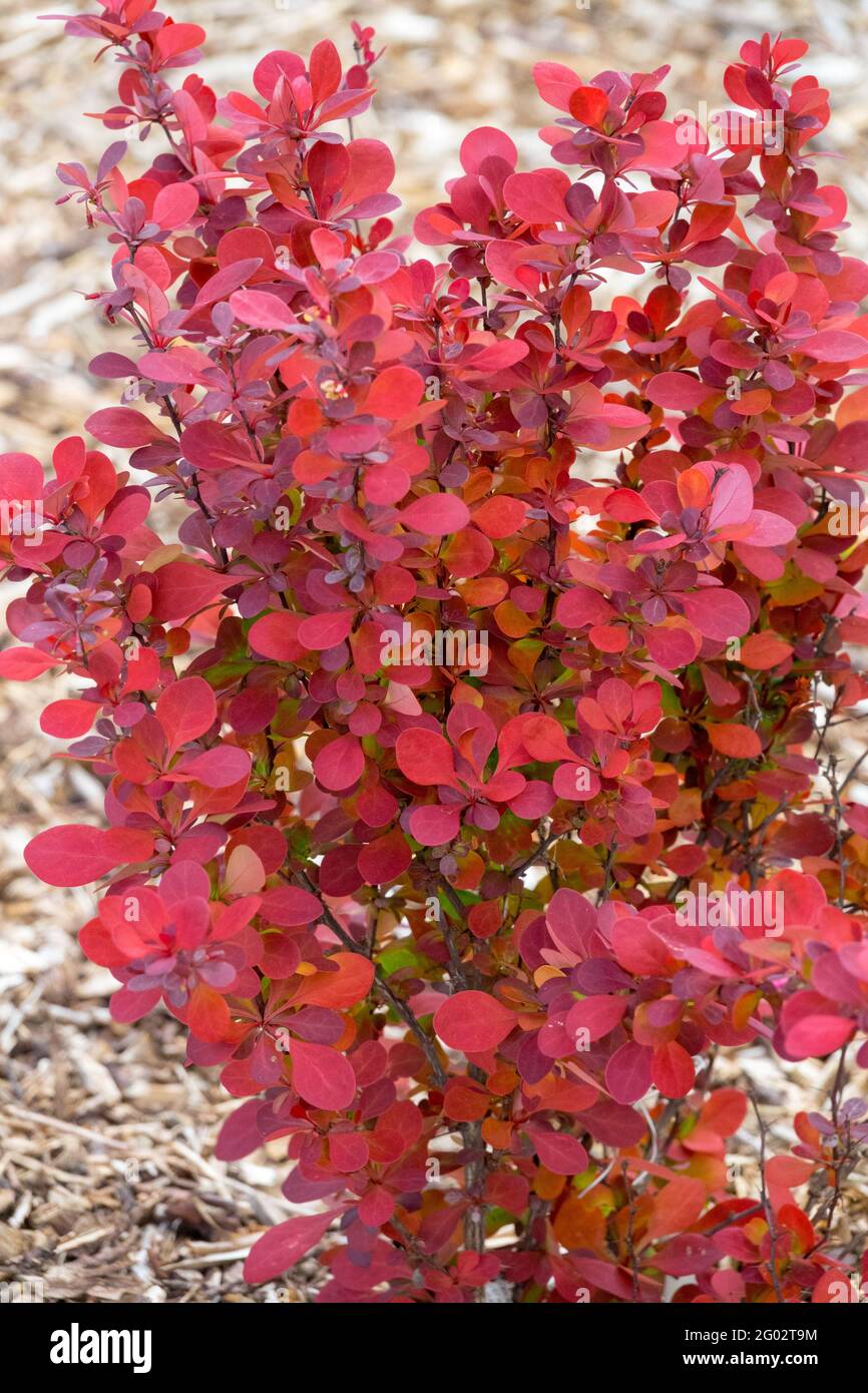 Berberberry Red Laub Berberis thunbergii Strauch Berberis Orange Raketenblätter Stockfoto