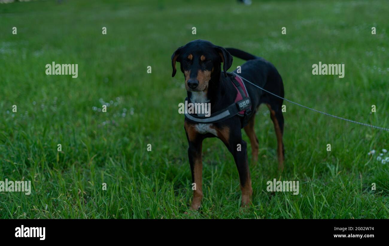 Glücklicher schwarzer Hund, der auf dem Gras steht Stockfoto