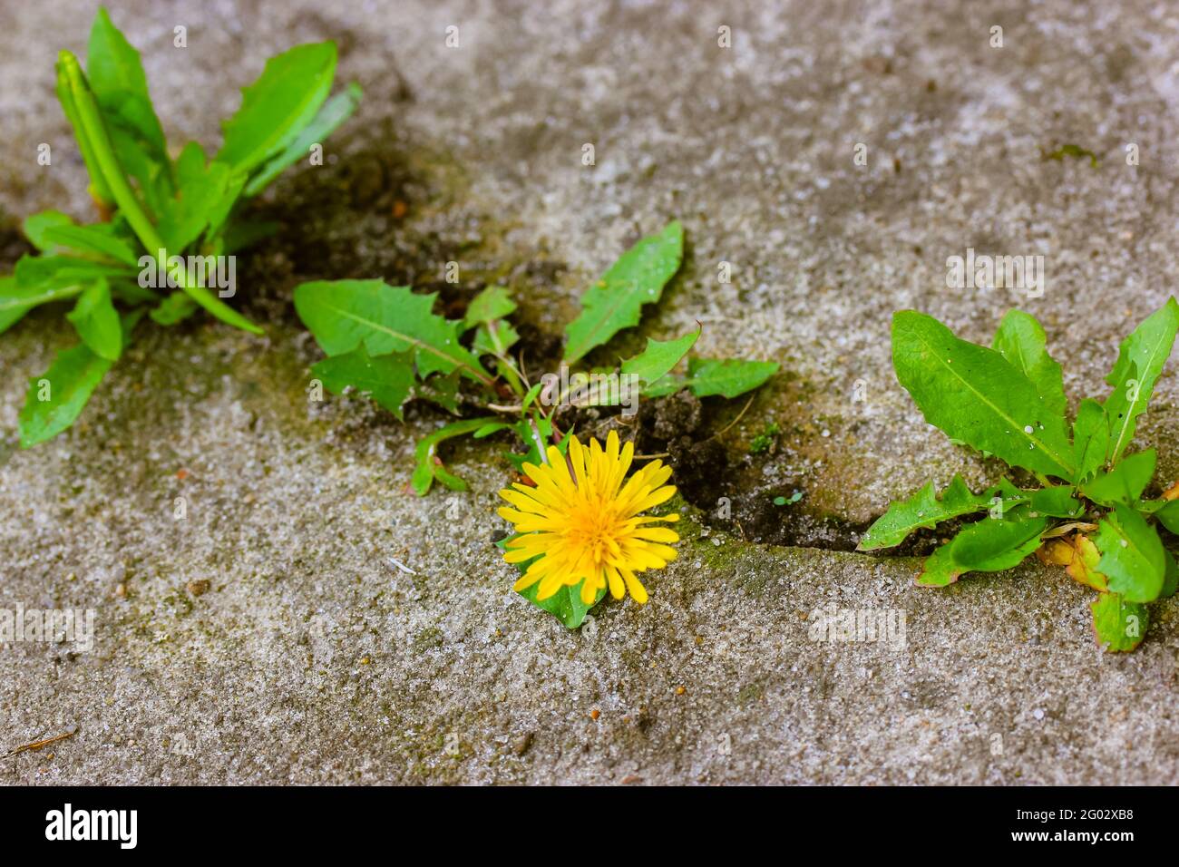 Eine gelbe Nelkenglüte mit grünen Blättern, die aus einem Riss in Beton, Zement, wachsen. Ein Konzept von Wachstum, Überwindung von Schwierigkeiten, Stärke, Hoffnung, sein Stockfoto