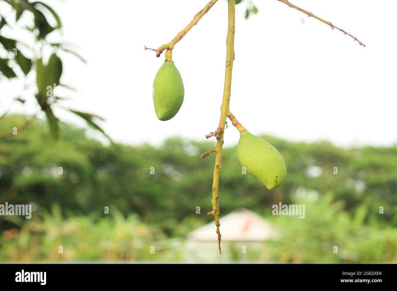 Mangos auf Baumzweig, wächst Tag für Tag Stockfoto