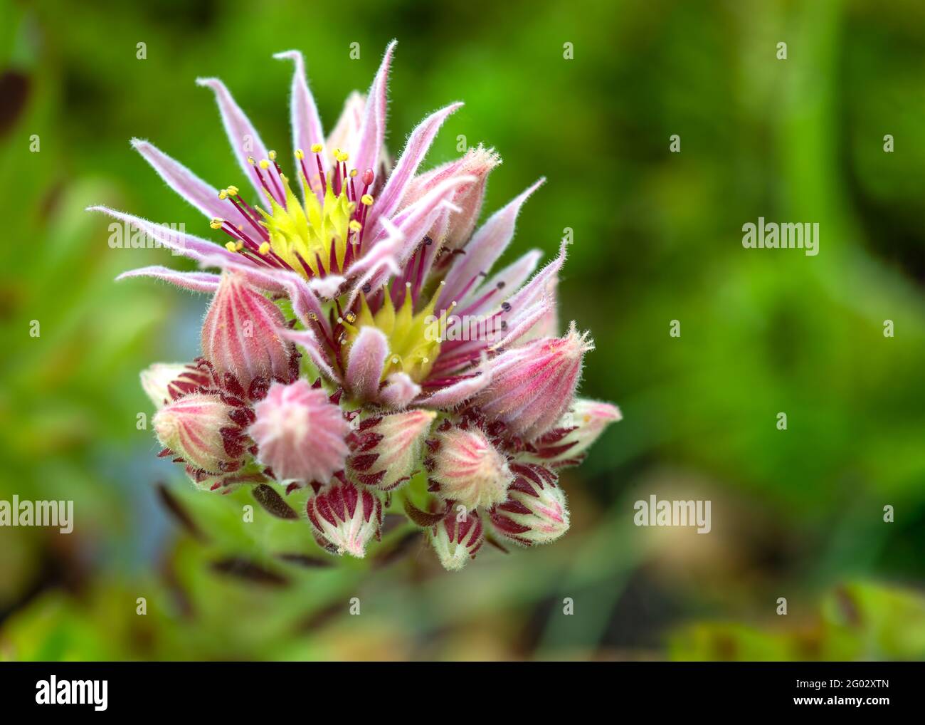Ein blühendes Sempervivum oder Haus lekt eine winterharte Sukulente mehrere Triebe halten schöne rosa Blüten, selektive Fokus verschwommen Hintergrund Kopierraum Stockfoto